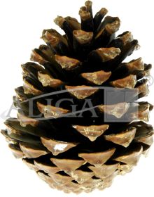 Pine cones SZYSZ-30pack.