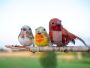 Ptaszki dekoracyjne PTD-6104 ,box 6 szt mix wzorów