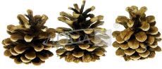 Pine cones SZYSZ-10pack.20pcs.