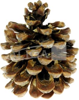 Pine cones SZYSZ-20pack.