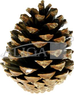 Pine cones SZYSZ-30pack.